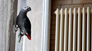 ✅ ДИАЛОГ О ЖИЗНИ С ГОВОРЯЩИМ ПОПУГАЕМ  🐦 ЖАКО ПЕТРУНЯ | FUNNY PARROT ZHAKO PETRUNYA 🔥