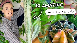 I'm a Cactus Convert (+ a sucker for succulents) 🌵 TOP 10 AMAZING Cacti + Succulents