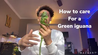 How to care for a green iguana!!