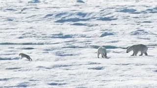 EXCLUSIVE: Male Polar Bear Chases and Eats Cub | National Geographic