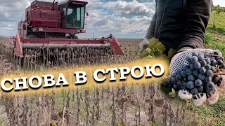 ДОН-1500 на уборке подсолнечника. Первая уборка молодого винограда на вино.