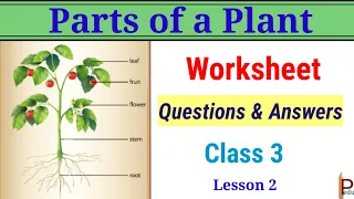 Parts of a Plant Questions and Answers Class 3 | Parts of a plant Exercise Part CBSE