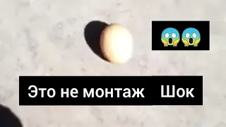 ВОТ ТАК СИХР ДЕЙСТВУЕТ НА ЯЙЦО