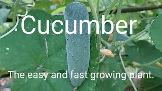 Cucumber. Growing and saving seed.