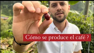 🔥☕️Cómo se produce el café ? ( cultivos )