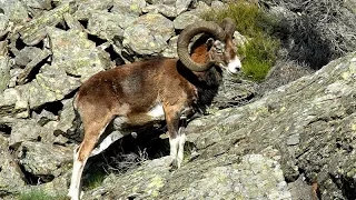 Муфлон в горах Армении / DISCOVERY ARMENIAN MOUFLON