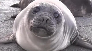INCREDIBLE Encounter with Friendly Baby Elephant Seal [EXTENDED CUT]