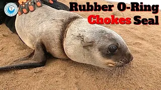 Seal Rescued from Rubber O-Ring