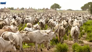 Zamfara Police Command arrests kidnapper, cattle rustler