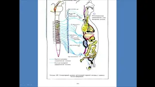 А.С.Койчакаева "Вегетативная нервная система"