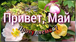 Прогулка по саду! Шикарное начало мая #Пионы, #Башмачки, #Декоративныекустарники, #Триллиум #примулы