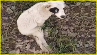 I Can't Feel my Back Legs! Poor Puppy Tearfully Watch His Body Collapsed