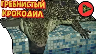 ЦАРЬ КРОКОДИЛОВ! Гребнистый крокодил. (Crocodylus porosus)