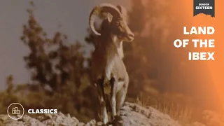 Land of the Ibex | Mutual of Omaha's Wild Kingdom