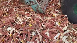 молотим качан кукурудзи комбайн нива СК 5