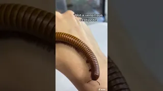 Facts About Pet Millipedes