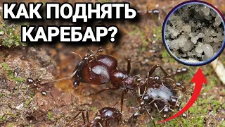 Как поднять муравьёв Carebara diversa с нуля. Carebara diversa (МУРАВЕЙ-МАРОДЁР)