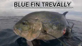 BLUE FIN TREVALLY || SPEARFISHING PHILIPPINES || SLENDER UNICORN!