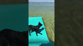 Dog Poops on Floating Sheet While Owner Attempts to Capture Her First Water Jump - 1410977