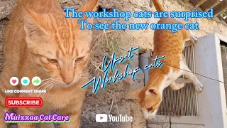 The workshop cats are surprised To see the new orange cat | Cat-addict