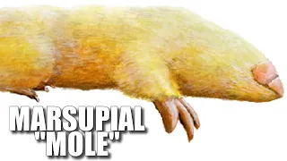 Marsupial Mole Facts: NOT Really a "Mole" 🐭 Animal Fact Files