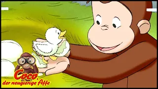 Coco der Neugierige Affe 🐵Eine ungewöhnliche Enten 🐵Ganze Folgen Staffel 5 🐵Cartoons für Kinder
