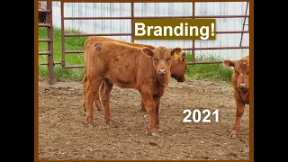 Branding 2021 | Livestock Brand | Hot Iron | Beef Cattle