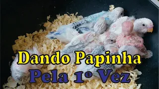 Primeira Papinha - Periquito Australiano