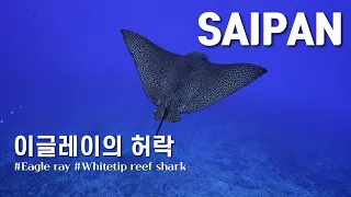 [4K] 가까워짐을 허락해 준 이글레이와 헤드스핀 초보 다이버들 l 사이판다이빙월드 l Saipan