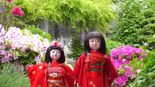 Old Japanese girl dolls in the garden of May.Ichimatsu doll.