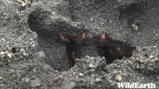 WildEarth - Sunrise Safari - 31 January 2022