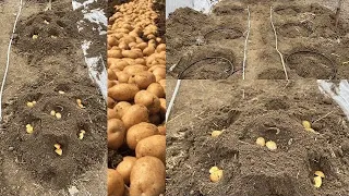 Bu yöntemle her HÜCRE den 1 ÇUVAL patates hasadı oluyor