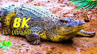 Collection of Crocodiles in 8K UHD