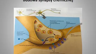 Impuls Nerwowy Synapsa dr Lilianna Hoppe