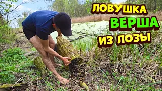 Ловушка верша морда из лозы.Как делали наши деды.Жесть улов!