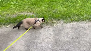 Walking Siamese Cat On A Leash - Nisse