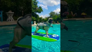 PUGS CAN SURF?!?