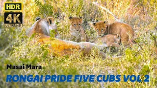 Part 2. Rongai pride five little cubs playing with each other. Maybe they see the first time? 4K HDR