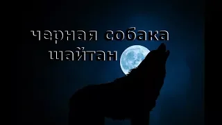 Черная собака шайтан