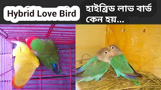 Hybrid Love Bird