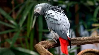 African Grey Parrot: Species in Decline (English)