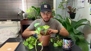 HOW TO Move Pothos Cuttings from Water to Soil! (GUIDE)