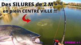 Je pêche des GROS SILURES de plus de DEUX METRES, en plein CENTRE VILLE !!! ( épisode #1 )