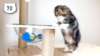 Our cute kitten is curious about what is in the clear bowl. Elle video No.70