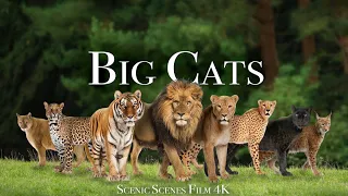 Big Cats In 4K - Spectacular Scenes of Big Cats In Wild Nature | SCENIC  SCENES Film