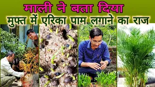 माली ने सारा कुछ बता दिया, एरिका पाम को घर में मुफ्त में कैसे लगाया जाता है Areca Palm Growing Trick