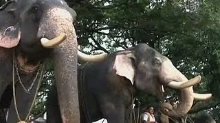 Слоны в Индии проходят медосмотр перед праздником (новости)