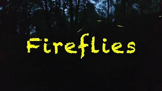 Fireflies jp  The Dance of the Fireflies