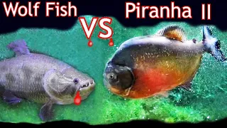 Wolf Fish VS Piranha II who will win?