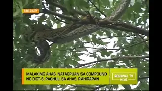 Regional TV News: Paghuli sa Malaking Sawa, Pahirapan
